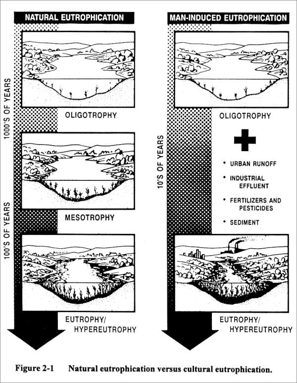 Steps That Lead To Cultural Eutrophication